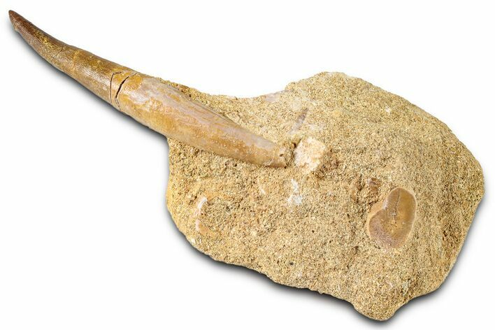 Rooted Plesiosaur (Zarafasaura) Tooth & Shark Tooth in Rock - Morocco #345250